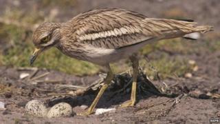 Stone Curlew