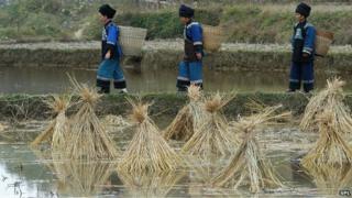Rice farming in China (file photo)