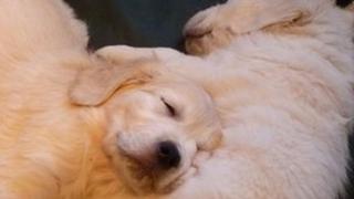 Dogs
