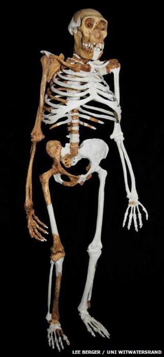 Australopithecus sediba