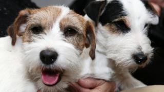 Dogs