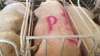 pigs