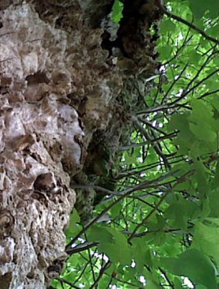 Trunk and foliage of old tulip tree (Image: BBC)