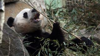 Yang Guang