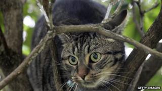 cat in tree