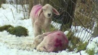 Lambs attempting to shelter from the snow