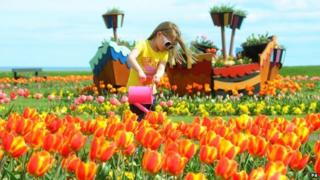 Girl waters tulips