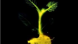 Glowing tobacco plant