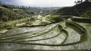 Terraced rice field, Indonesia