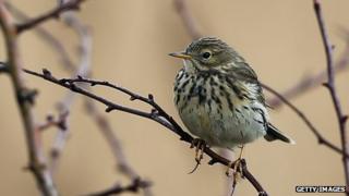 Skylark