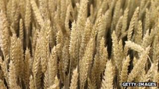 Ears of wheat