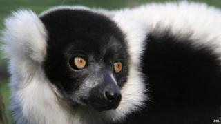 lemur