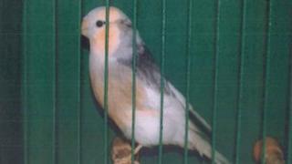 Siberian pied brown finch