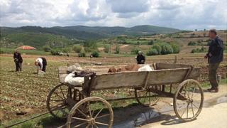Tobacco growers in Ablonitsa - wide shot