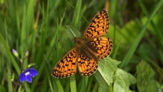 Butterfly