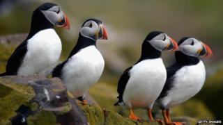 Puffins