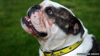 Bulldog Storm