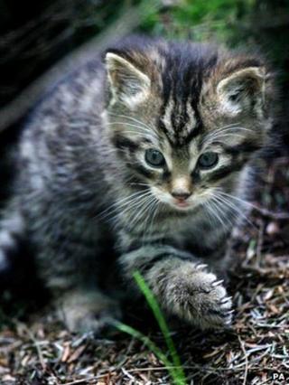 Scottish wildcat kitten
