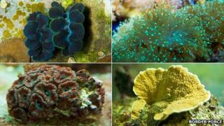Corals illegally smuggled into UK