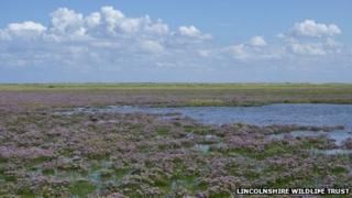 Saltmarsh in Lincolnshire