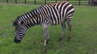 Marty the zebra