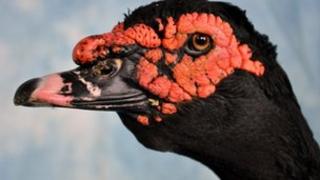 A Muscovy drake