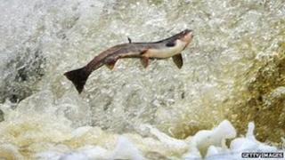 Salmon