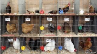 Chickens competition, Bath and West Show, May 2013
