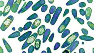 C.Diff