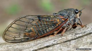 New Forest cicada insect