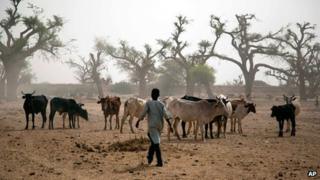 Man herds cattle in Sudan