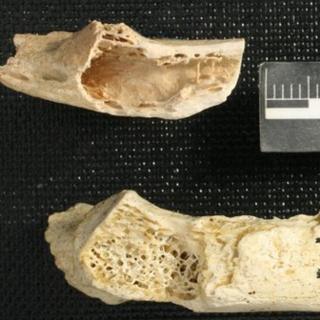 Neanderthal fossil