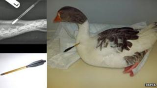 Goose with crossbow arrow in neck