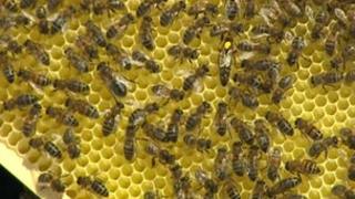 Cornish Black honey bee