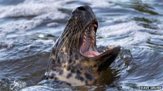 The seal photographed on Tuesday