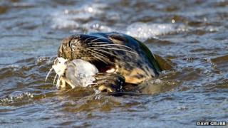 The seal photographed on Tuesday