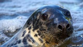 The seal photographed on Tuesday