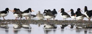 Eurasian oystercatchers