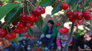 Druze cherry-pickers in the Golan Heights