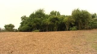 Cleared woodland