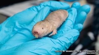 Naked mole-rat