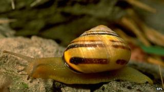 Brown lipped snail (Cepaea nemoralis)