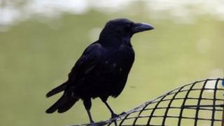 Crow