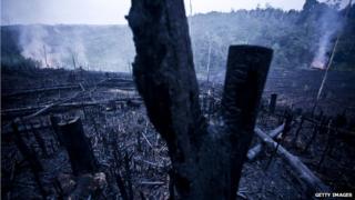 Клочок земли очищается в результате сжигания в Индонезии