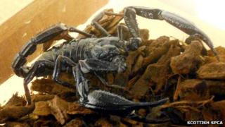 Scorpion