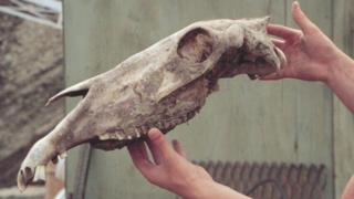 Late Pleistocene Horse skull, Equus lambei, from the Klondike region, Yukon