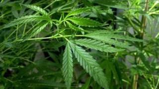 Cannabis plants