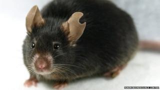 Cloned mouse