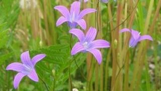 Clychlys ymledol