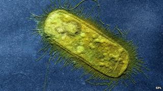 E. coli